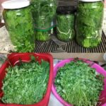 Step-by-Step Guide: How to Keep Aromatic Herbs Fresh for Longer