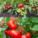 Steps To Grow Tomatoes In Hanging Baskets