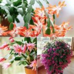Hydrangea Care & Planting – How to Grow Hydrangea Flowers