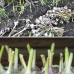 AVOID these common seed starting mistakes
