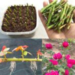 7 Great reasons to grow nasturtiums in your veg garden