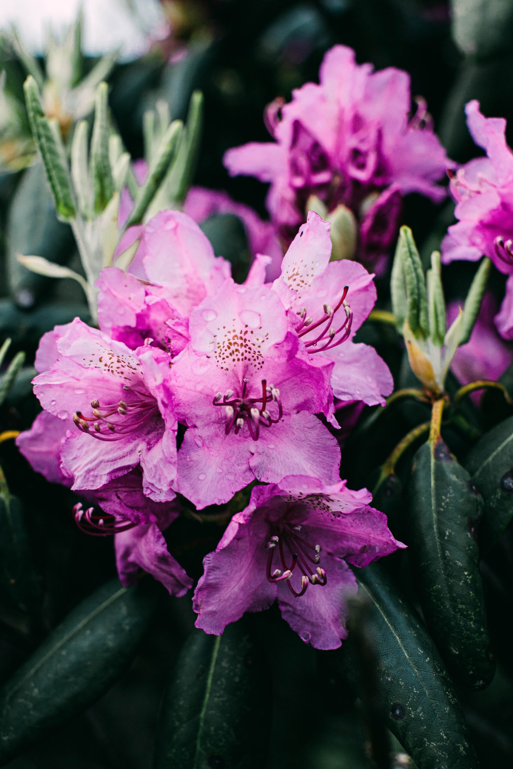 Blooming Beauties: Discover the Enchanting World of Rhododendrons - DIY ...