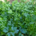 Grow Coriander at home in water